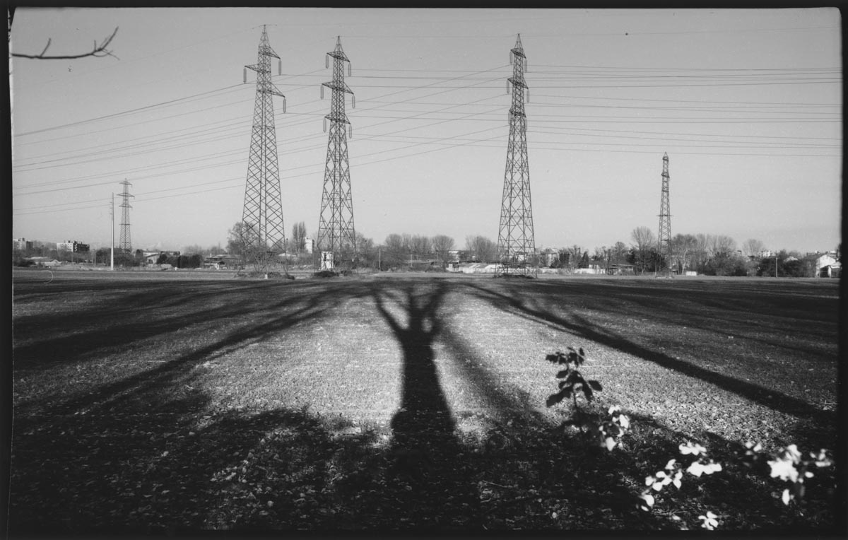Ombra di un albero al tramonto si allunga verso tralicci elettrici