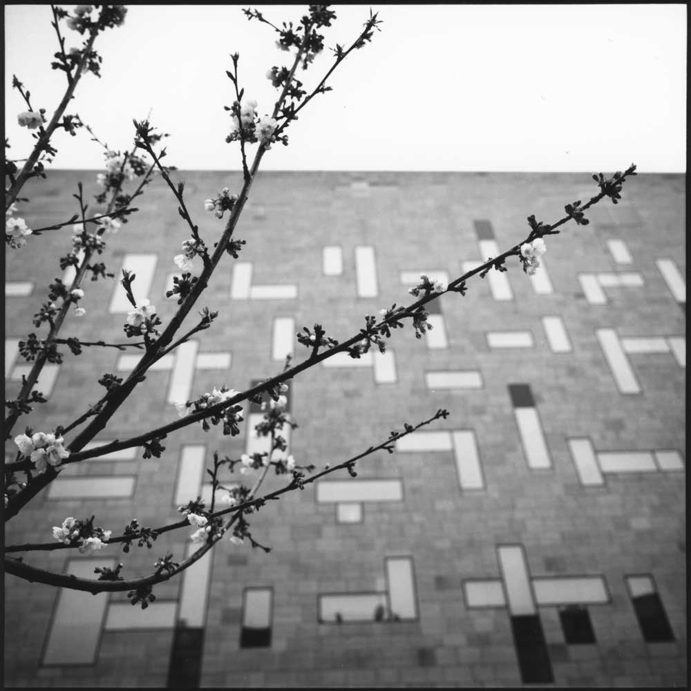 Rami di ciliegio in contrasto di un'architettura moderna sullo sfondo